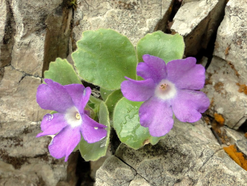 Primula recubariensis / Primula di Recoaro